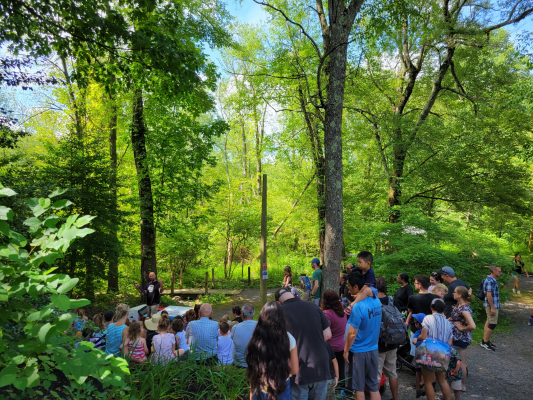 Crowd gathered. Dino Day 2024