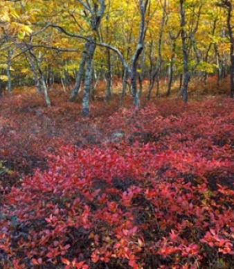 Oswegatchie Hills Nature Preserve