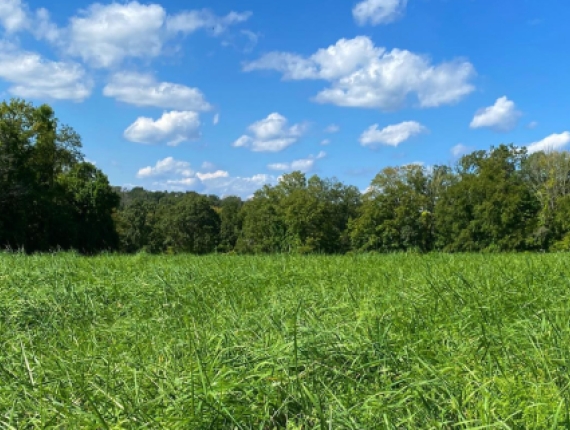 Un campo sereno con hierba alta y árboles, cubierto por un cielo azul.