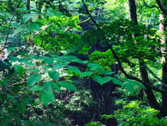 Un frondoso bosque lleno de vibrantes árboles verdes y coloridas flores.