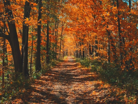 Una hermosa escena de un camino a través del follaje de otoño.