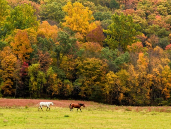 2 caballos caminando por el campo en otoño (Flickr@Nilesh-Khadse)