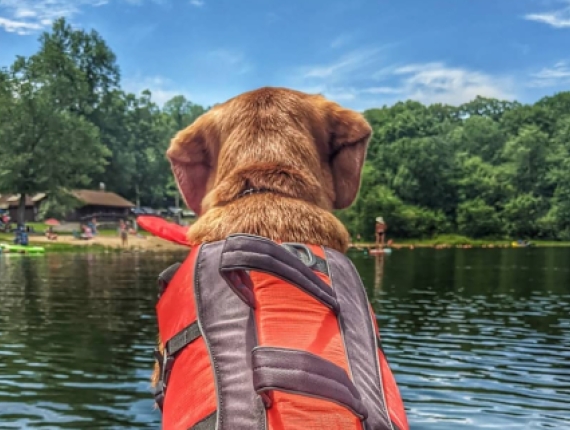 Un perro haciendo kayak (Instagram@bean_sprout928)