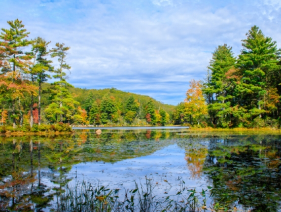 Hermosa foto de la naturaleza del estanque en el bosque estatal de Nipmuck 