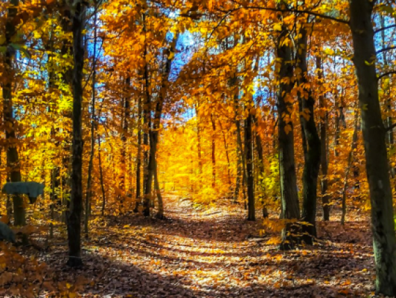 Un pintoresco sendero otoñal que serpentea por el bosque, rodeado de hojas coloridas.